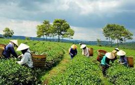 Yên Bái đẩy mạnh sản xuất kinh doanh chè bền vững